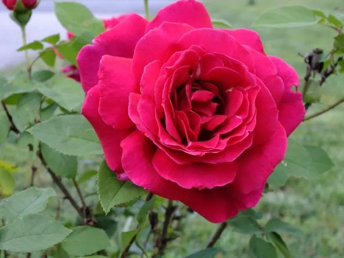 rosepic1