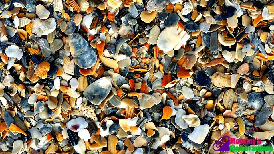 shells on wrightsville beach
