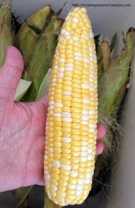 shucked corn on the cob