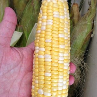 Freshly shucked corn on the cob ready for cooking, showcasing vibrant yellow kernels and clean husks