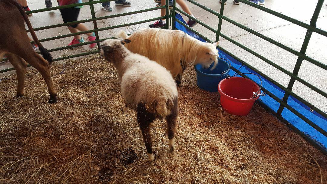 the great pumpkin fest pony and sheep