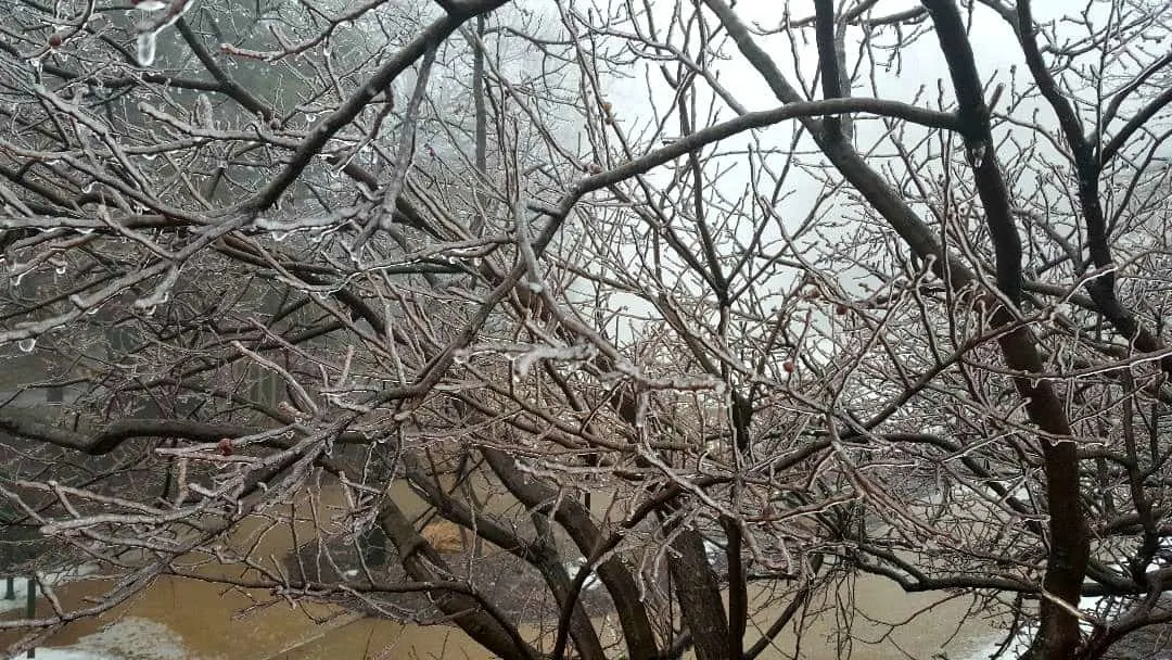 wintergreen ice tree